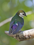 Violet Green Swallow 3181
